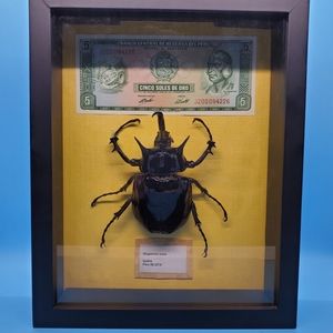 MEGASOMA MARS  Giant Goliath Beetle